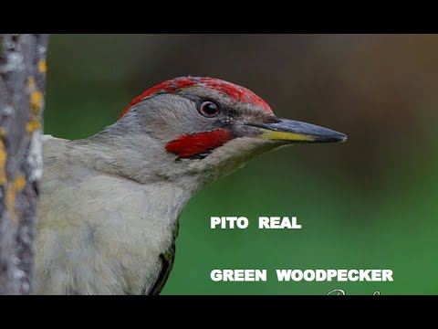 PITO REAL | GREEN WOODPECKER | Picus viridis