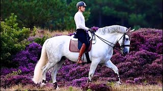 STALLION THROUGH PURPLE FIELD 😍