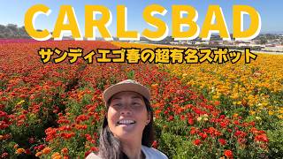 【サンディエゴ】春にオススメ、あの有名なお花畑へ行ってみた！