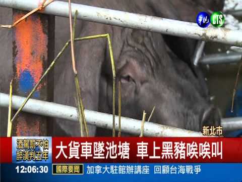 車速過快打滑? 載豬車墜路邊池塘