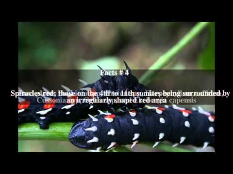 Bunaea alcinoe Top # 6 Facts