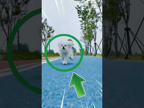 Los 4 perros más RÁPIDO del PLANETA 😱