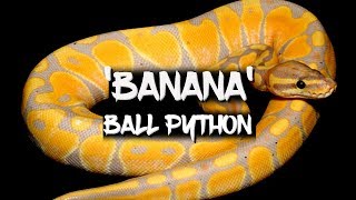 The Amazing 'Banana' Ball Python!