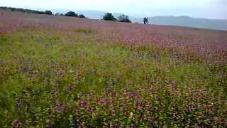 preview picture of video 'Kaas plateau Vally of Flower'