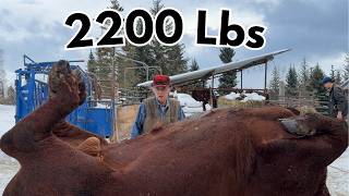 From Bull to Beef