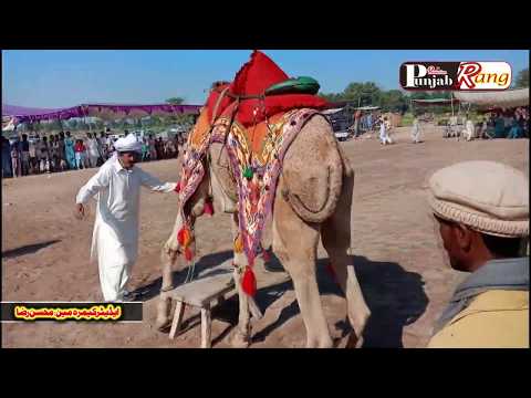 some movements of best horse dance clip with my mobile 2020-650