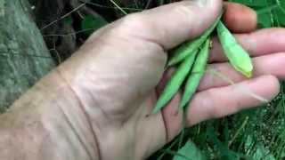 preview picture of video 'Collecting Bloodroot Seed Late May Eastern Missouri.'