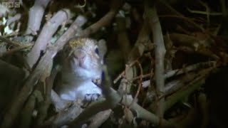 Baby Squirrels Nesting | Wildlife On One | BBC Earth