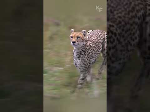 Cheetah's Lightning Speed Stuns Prey in Wild Chase!