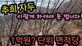 억대농사! 추희 자두는 이렇게 하셔야 해요.