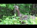 Wild Turkey Hen Alarm Putt Call