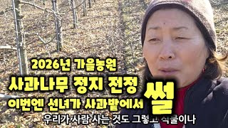 좋은사과를 따고싶다면 사과나무 전정 전지 정지 가지치기 사과나무도 위계 질서가 필요하다