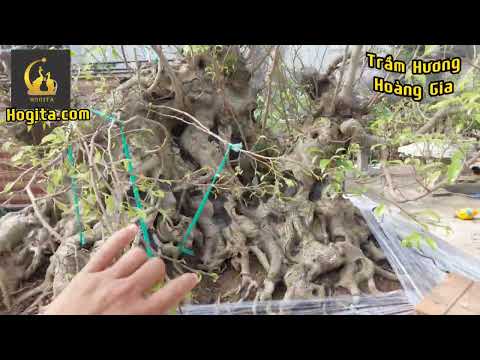 GL185 Phôi SANH 3 THÂN nhà anh Quân, Thanh Hóa - Hogita.com