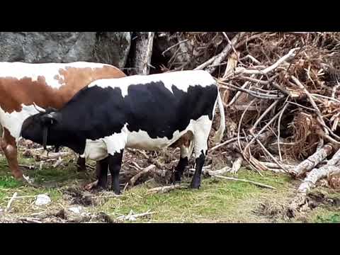 cows drinking each others milk
