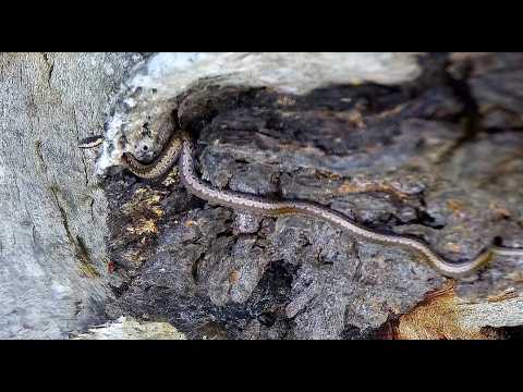 Small Snake on Camera Tree 2/23/26 (Eastern Bark Snake)