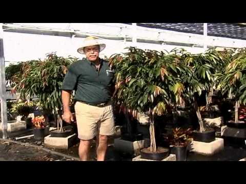 download lagu mp3 mp4 Amstel King Tree, download lagu Amstel King Tree gratis, unduh video klip Amstel King Tree