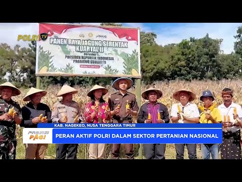 POLRES NAGEKEO PANEN RAYA JAGUNG DI LAHAN PERTANIAN POLSEK BOAWAE