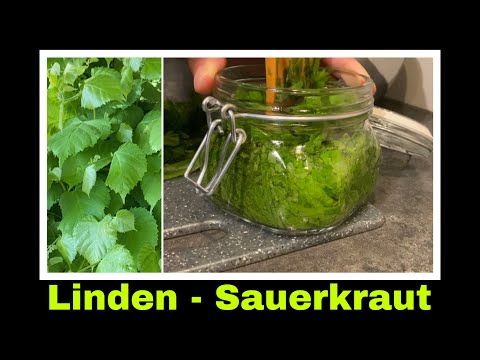 Lindenblätter Sauerkraut | Fermentierte Blätter der Linde | Selbstversorgung: Kräuter fermentieren