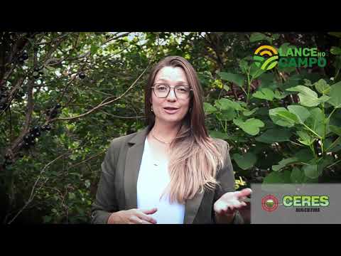 Produtor vende jabuticabeiras produzindo em Faxinal dos Guedes (SC)