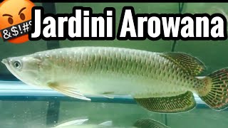 Jardini Arowana Fish Care - Warning Live Feeding