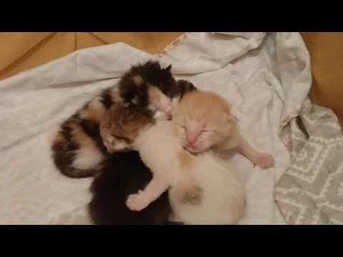 Newborn kittens Are Confused How To Drink Milk Because Mama Is Also Exhausted