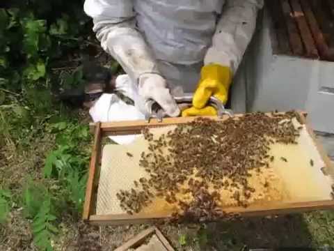 To Bee or not
