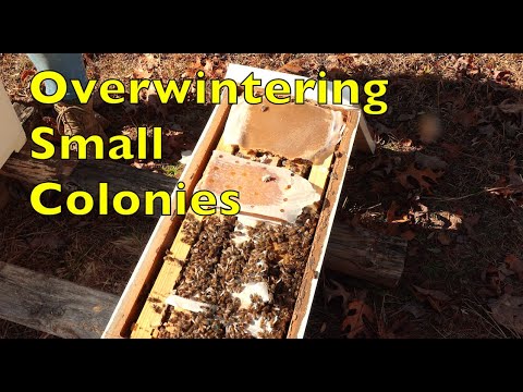 Getting Our Small Colonies Through Winter & European Hornet Problems /  Beekeeping