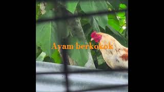 Download lagu Ayam berkokok #music #ayam #shortvideo #ronaldo #reels #s mp3