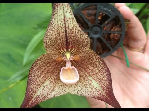, title : 'Dracula hirsuta orchid: detailed care and culture'
