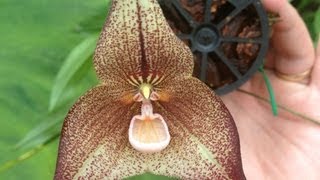 Dracula hirsuta orchid: detailed care and culture