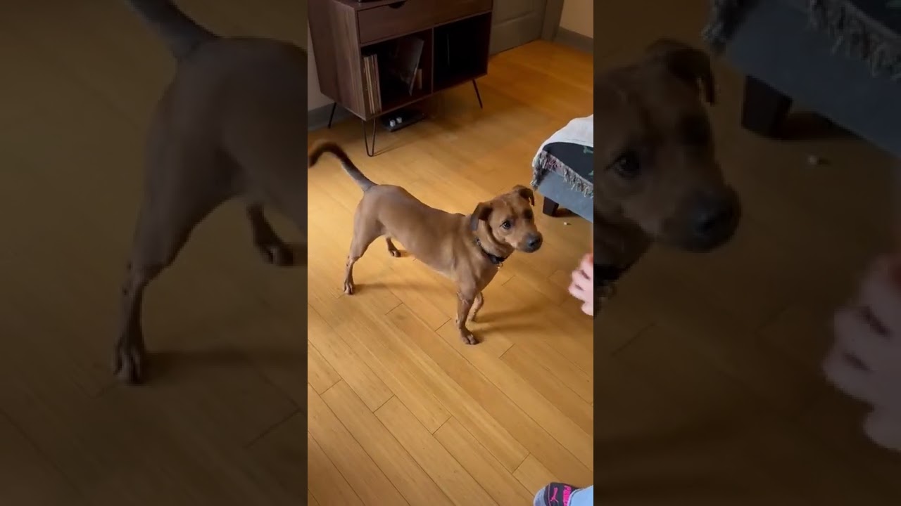 Enlarge Sand Dune, a Adoptable mixed breed in Austin, TX video 6/6