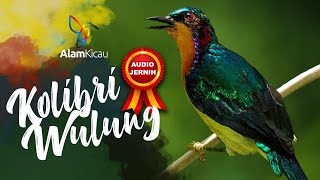 Download lagu SUARA KOLIBRI WULUNG NEMBAK-NEMBAK COCOK UNTUK MASTERAN DAN PANCINGAN KOLIBRI MUNCANG/ KOLIBRI KACA mp3 Download lagu SUARA KOLIBRI WULUNG NEMBAK-NEMBAK COCOK UNTUK MASTERAN DAN PANCINGAN KOLIBRI MUNCANG/ KOLIBRI KACA mp3