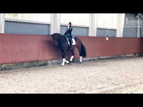 HP Esclusive (Fürstenball x Don Romantic x Feiner Stern)