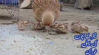 Teetar Chicks First Time Feed