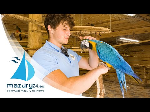 Atrakcje turystyczne na Mazurach, Papugarnia Wilkasy, 4K