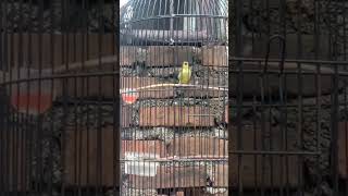 Download lagu dakun Garut nembak isian mp3 Download lagu dakun Garut nembak isian mp3