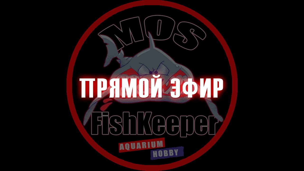 Прямой эфир №2 @mosfishkeeper