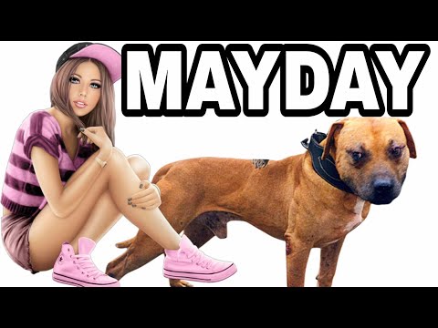 Gr Ch MAYDAY Rom - History true Dogfighting #pitbull #dogfight #apbt