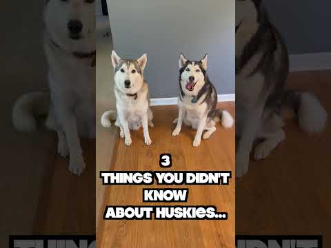 3 Things You DIDN'T KNOW About Siberian Huskies