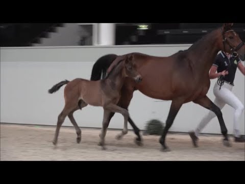 *2019 Hengst von Maracana - San Fürst