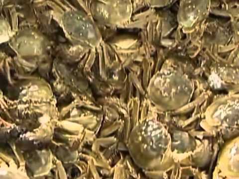 German pest crab, a delicacy for Chinese