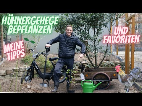 Hühner Tipp 15 - Hühnerauslauf bepflanzen - meine Tipps und Favoriten - Pflanzen für´s Hühnergehege