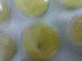 Fly In Strepsils حشرة داخل ستريبسيلز دواء للحلق