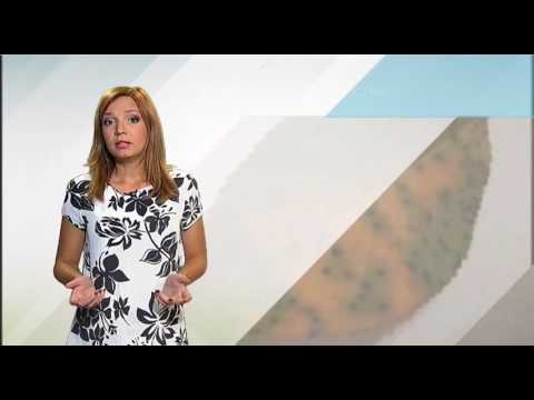 Zelena prognoza, 29.06.2016. - O stanju i potrebnim merama zaštite u zasadima višanja i trešanja