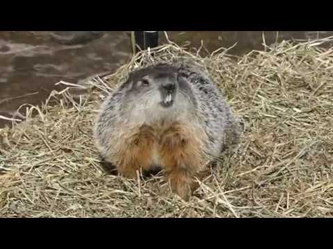Groundhog Day - Drumlin Farm - Lincoln, MA.
