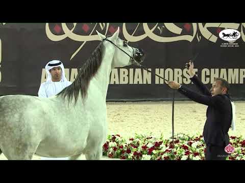 N 74 AJ BASHERA   Ajman Arabian Horse Show 2023   Mares 4   6 Years Old Section A Class 4A