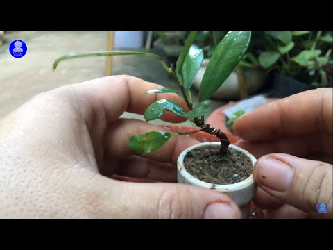 , title : '[Bonsai] Trồng lại cây Si (Gừa) siêu mini | Replanting Ficus microcarpa (Curtain fig)'