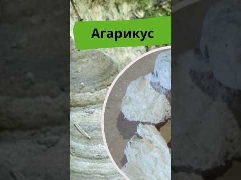 Агарикус гриб 1 кг - фото 1 - id-p3200112604