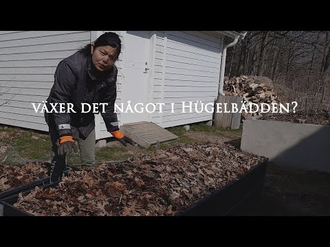 Odla vitlök i hügelbädden - tittar till om det har växt något under vintern till  april nu.