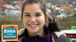 Download lagu Frettchen | Information für Kinder | Anna und die Haustiere mp3 Download lagu Frettchen | Information für Kinder | Anna und die Haustiere mp3